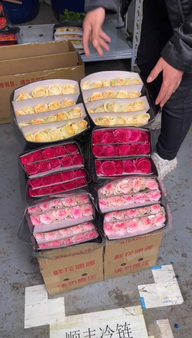 佛洛依德20枝+洛神20枝+香槟20枝