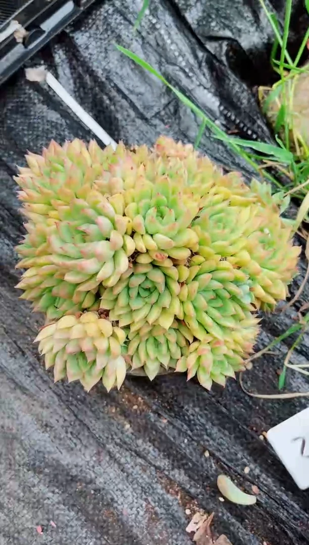 25219多肉植物一物一拍