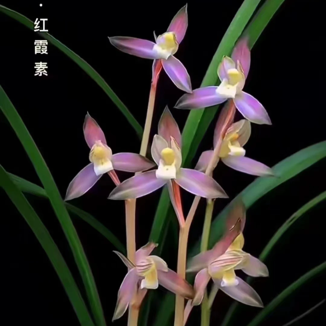 zb春剑 红霞素 （10月—2月带花苞）勤花好养不用春化兰花