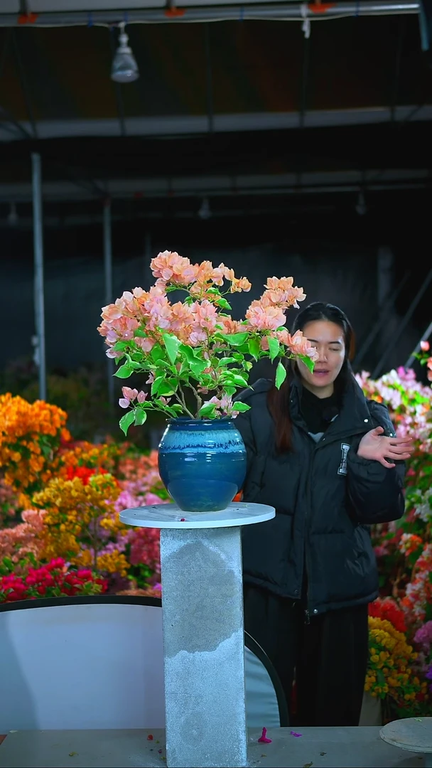 大部分开放少量花苞金边马斯