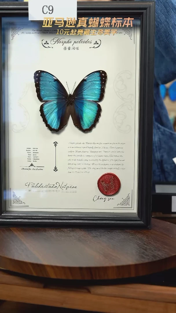 蝴蝶标本摆件竞拍c9
