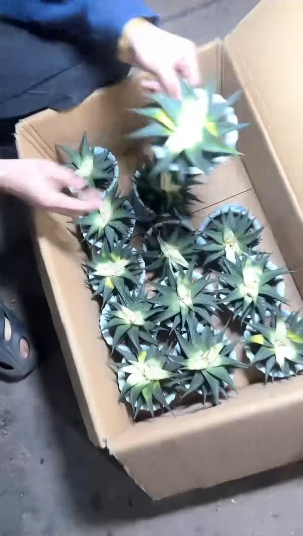 2颗 琉璃殿   锦