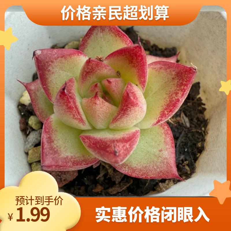 樱花石多肉植物盆栽美观易活适合办公室桌面摆放