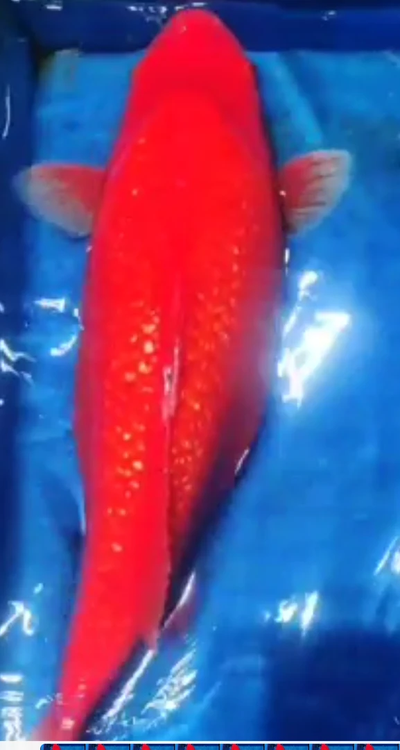 精品火鲤包邮  火鲤  火鲤