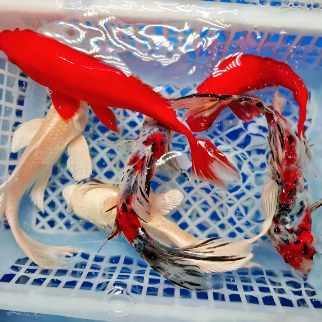 8号【2兰花2白2红】10-12公分黄金锦鲤黑金锦鲤 冷水观赏鱼