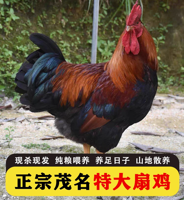 2只扇鸡茂名农家鸡玉米大扇鸡散养满山跑生鲜阉鸡山野走地鸡