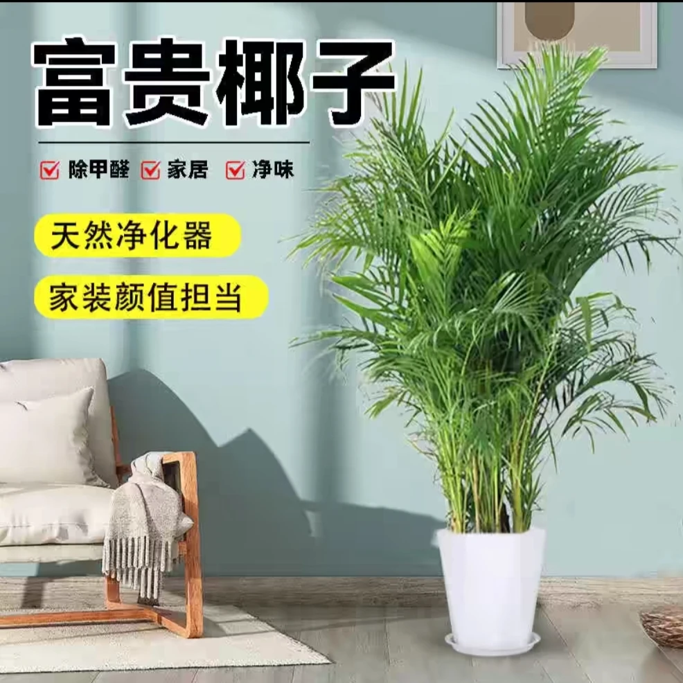 富贵椰子室内大型绿植盆栽净化空气除甲醛四季常青