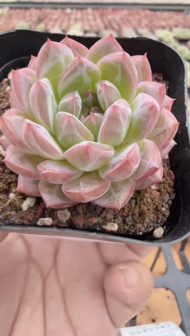 东云多肉园二店-156