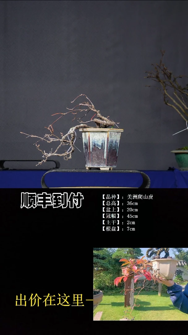 无花朵美州爬山虎 不包邮
