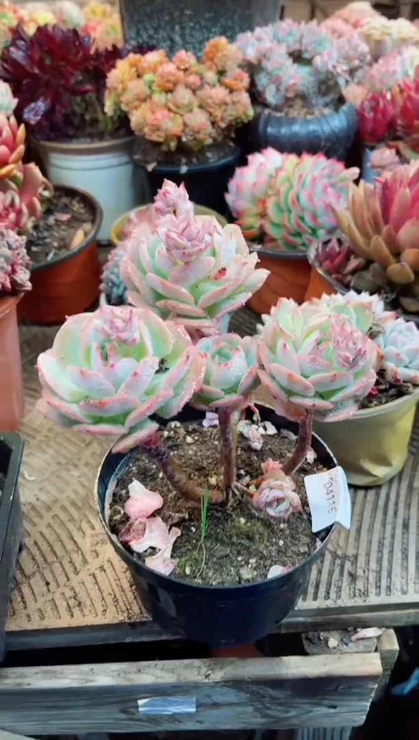 【闪购商品】04116