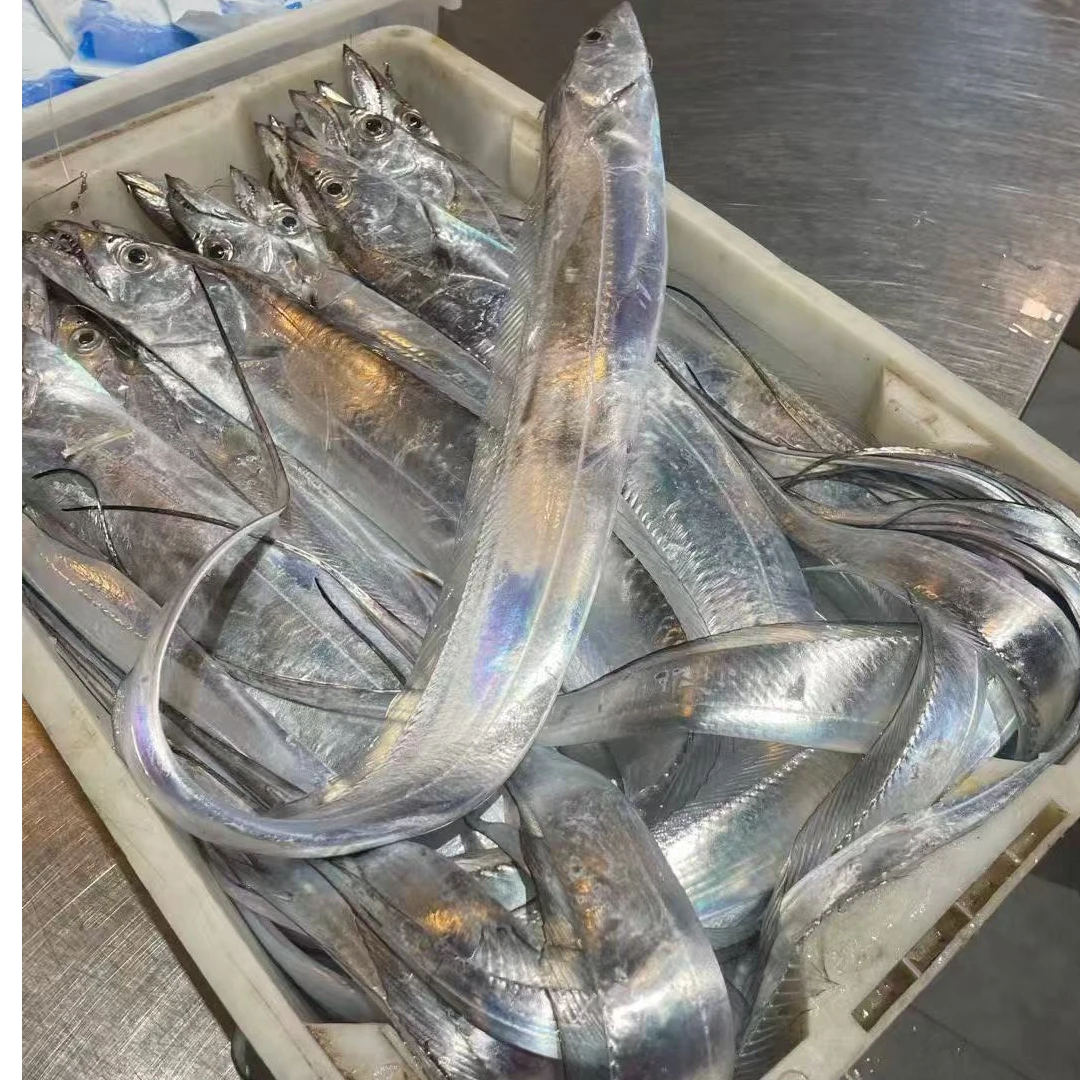 舟山小眼睛海钓带鱼东海带鱼刀鱼新鲜整条雷达网带鱼油带冰鲜发货