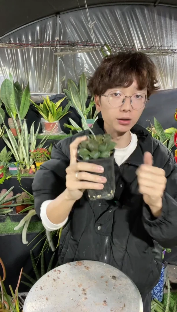 【闪购商品】7cm青蟹玉露带盆土8.8