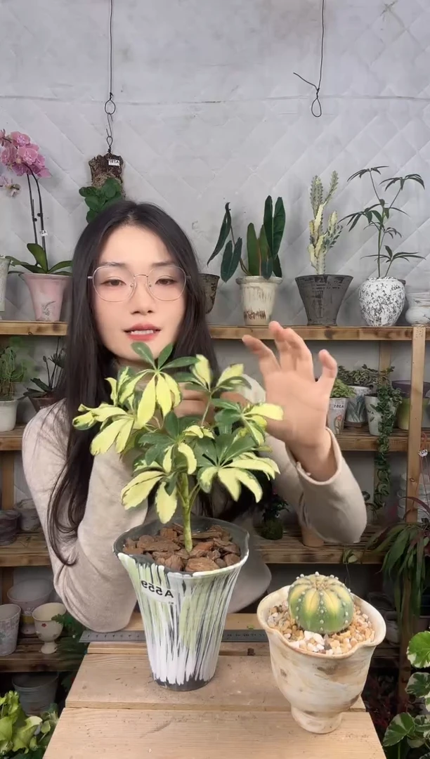 无花朵559小叶花鸭加盆一套