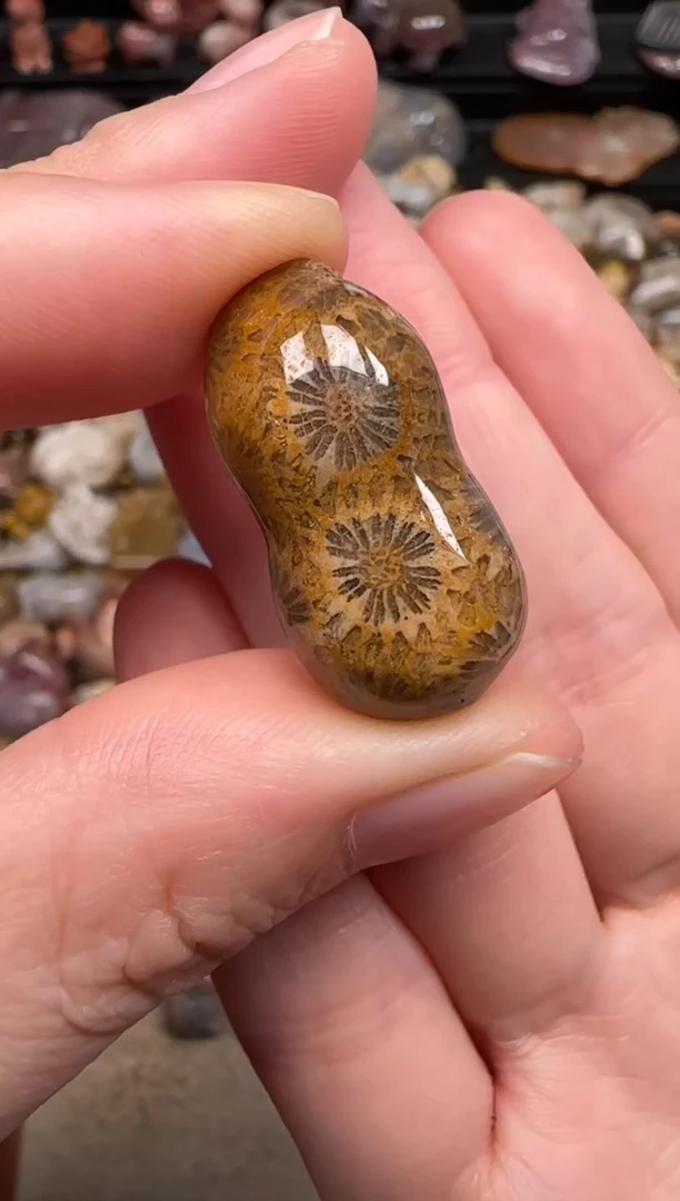 硅化珊瑚（珊瑚玉）未镶嵌颈饰138