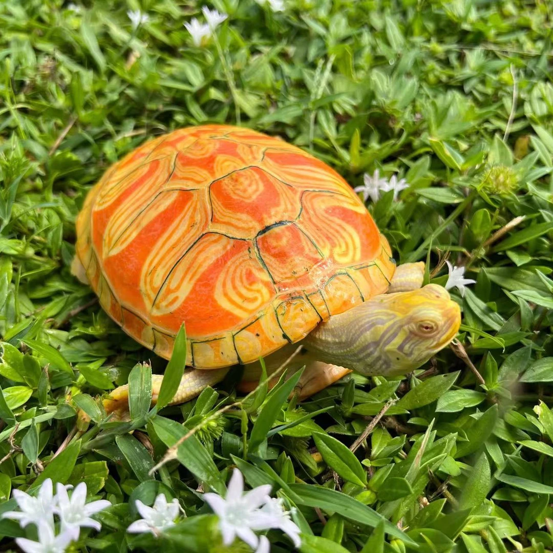 【5~100】【直播链接】火焰龟 直播间选龟为准 私拍发空包