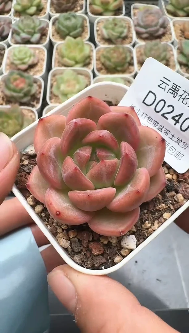 240D云禹多肉植物 带盆土纸巾打包 3颗包邮