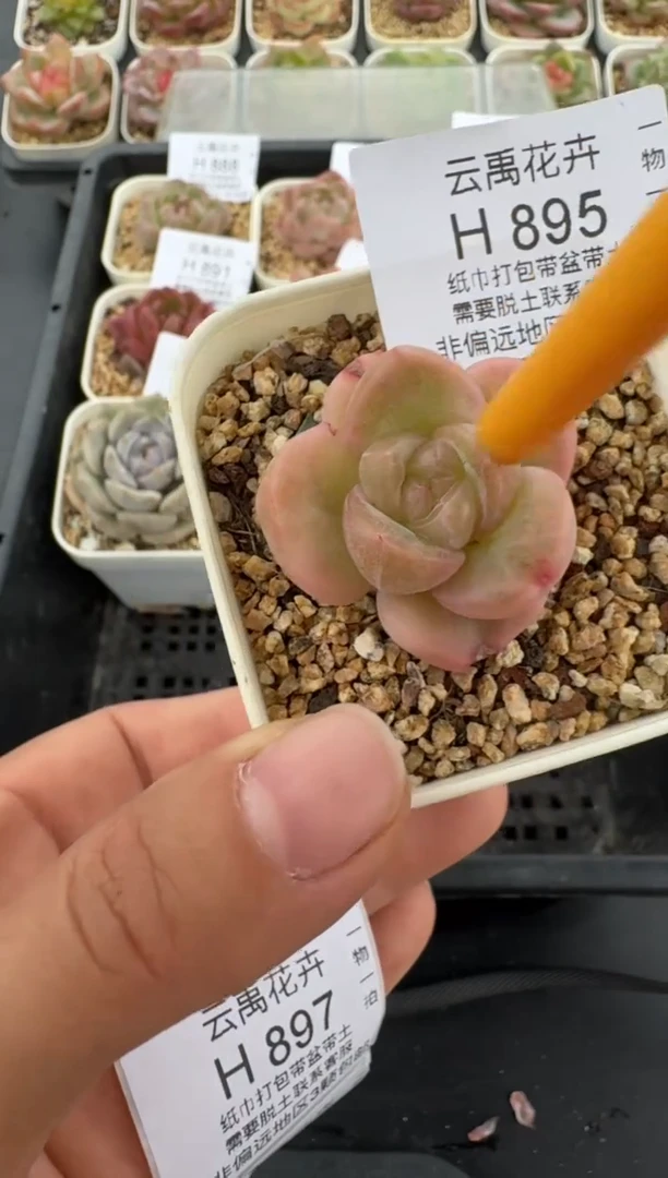 895H云禹多肉植物 带盆土纸巾打包 当天拍3颗包邮