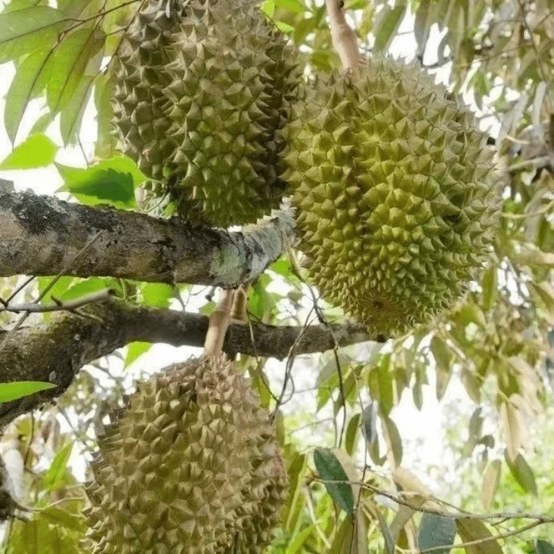 【 买一送一】 榴莲苗泰国猫山王苗新款耐寒耐热盆栽地栽结果
