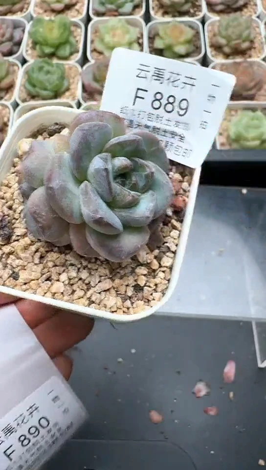889F云禹多肉植物 默认脱土纸巾打包 3颗包邮