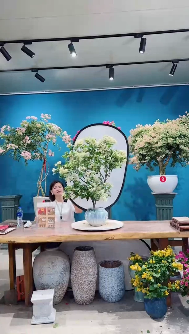 全部花朵重瓣怡景三角梅