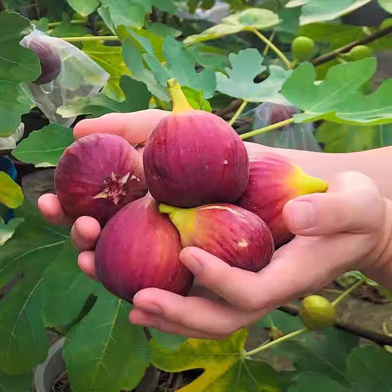 无花果苗格莱斯久留米盆栽地栽阳台庭院耐寒四季种植当年结果