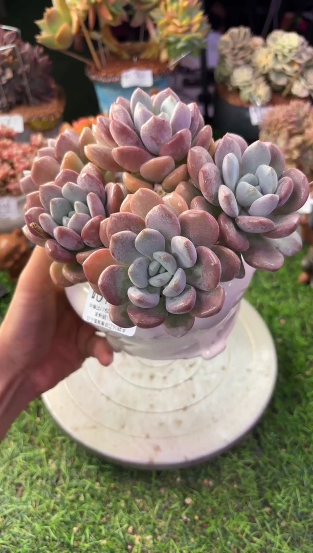 昆明印象多肉01581
