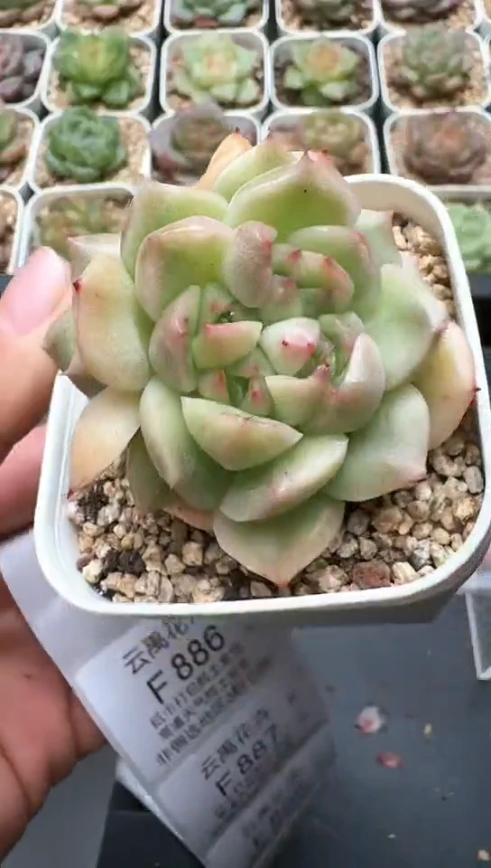 885F云禹多肉植物 默认脱土纸巾打包 3颗包邮