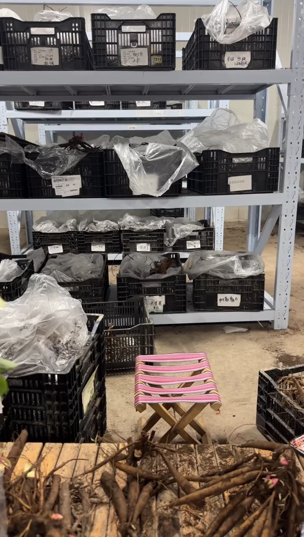 乐*158   乐竹   奎津