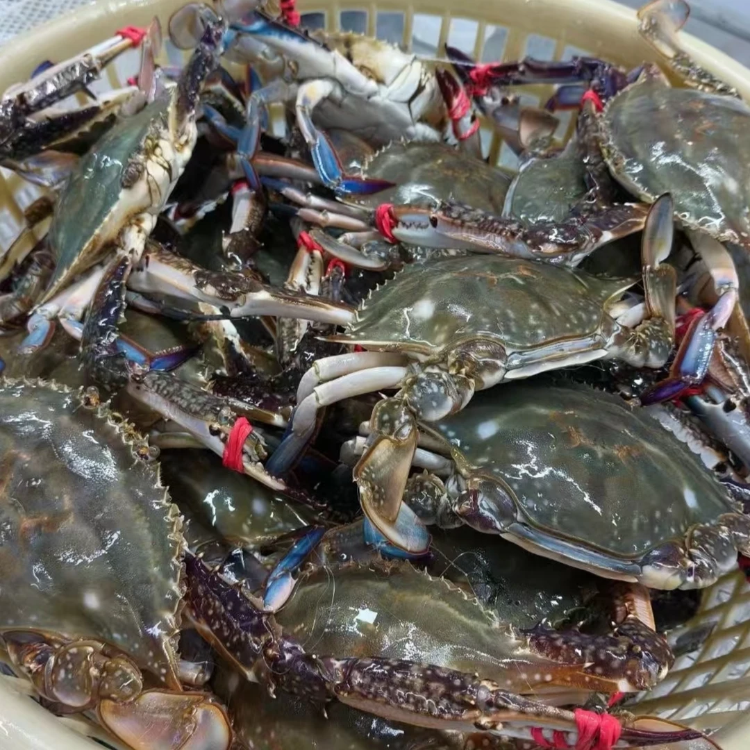 【顺丰包邮】东港梭子蟹码头直发【保鲜不保活】2斤/3斤单只3两左右