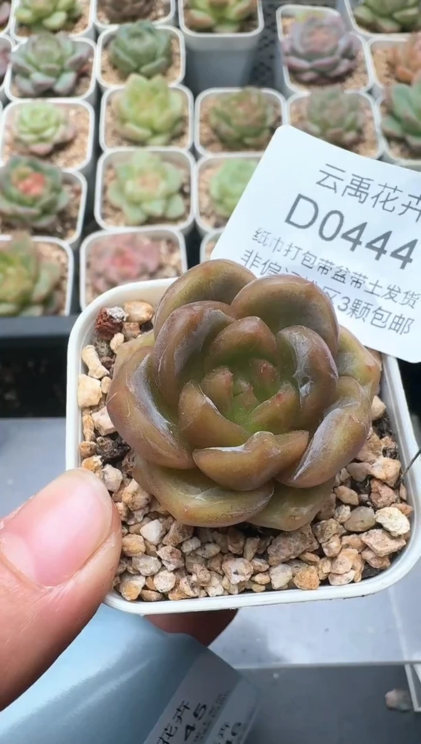 444D云禹多肉植物 带盆土纸巾打包 3颗包邮