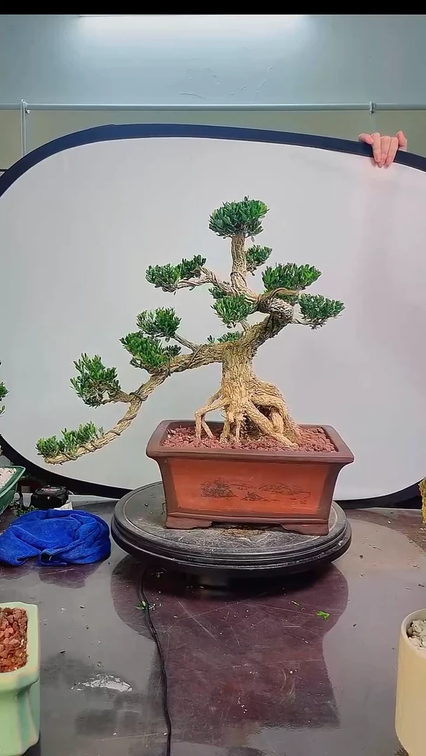 无花朵广东雀舌皱皮黄杨高端盆景