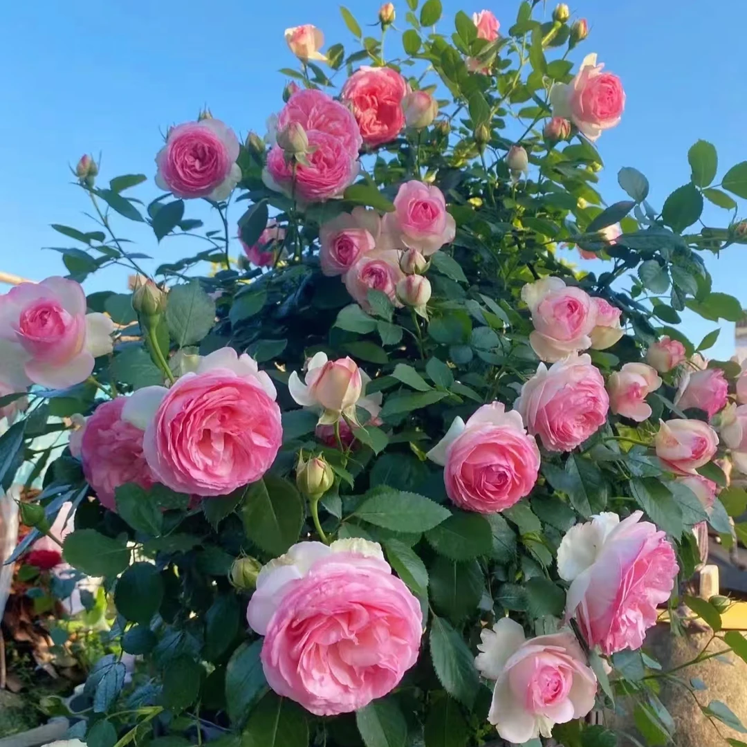 Z【粉色龙沙宝石】月季花苗爬藤月季盆栽植物藤本蔷薇苗庭院