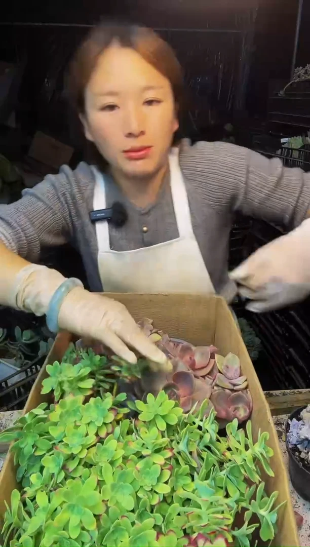 31号一物一拍 默认微瑕不售后