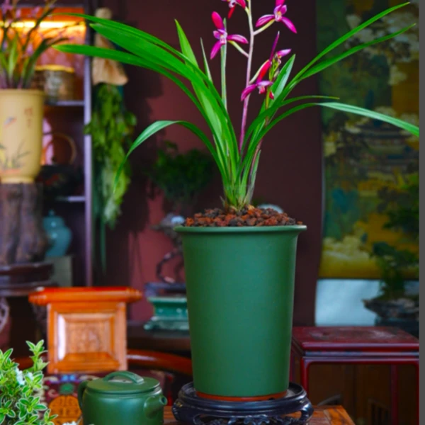 建兰铭品[暮山紫]紫花配紫泥兰草盆栽室内装修设计桌面盆景盆栽