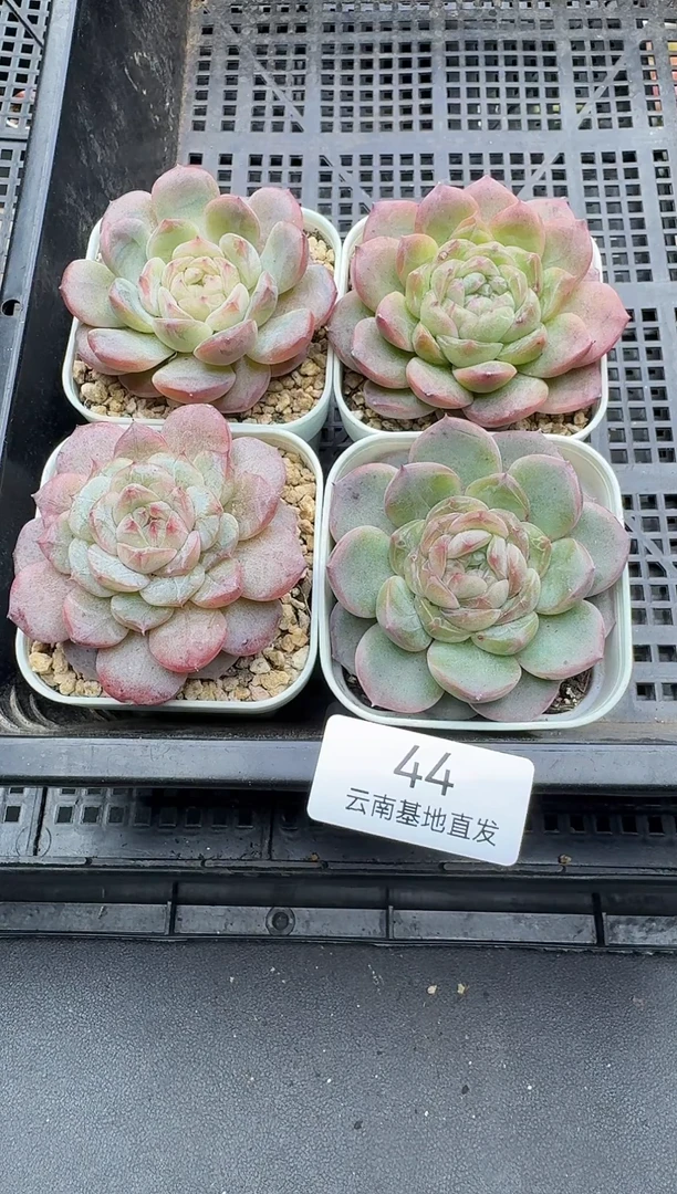 珍妮杂交多肉多肉44