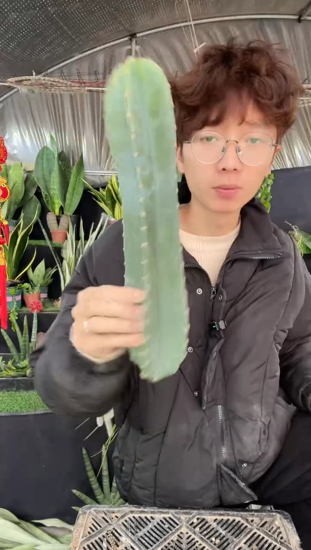 【闪购商品】量天尺无根30厘米9.9