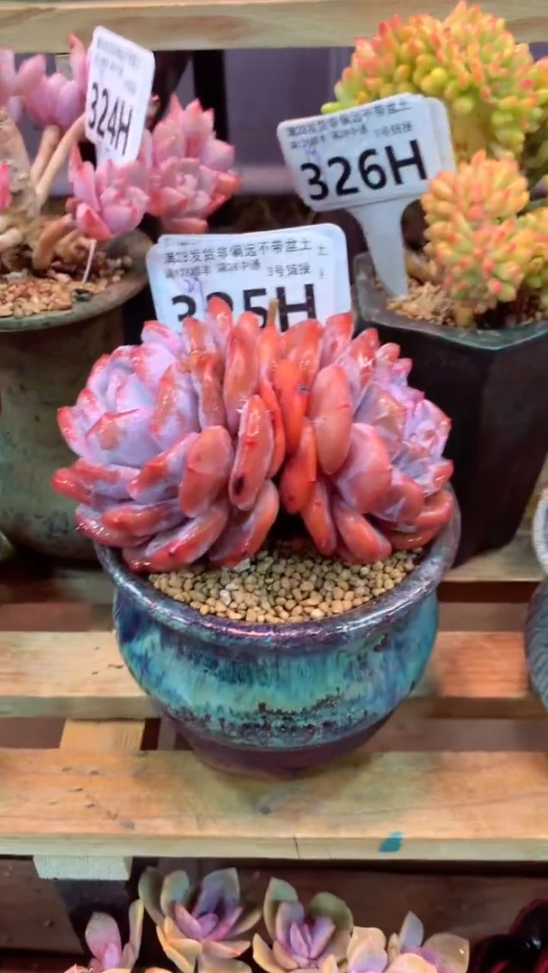 325H（一物一拍，精品多肉.二十八包邮非偏远）