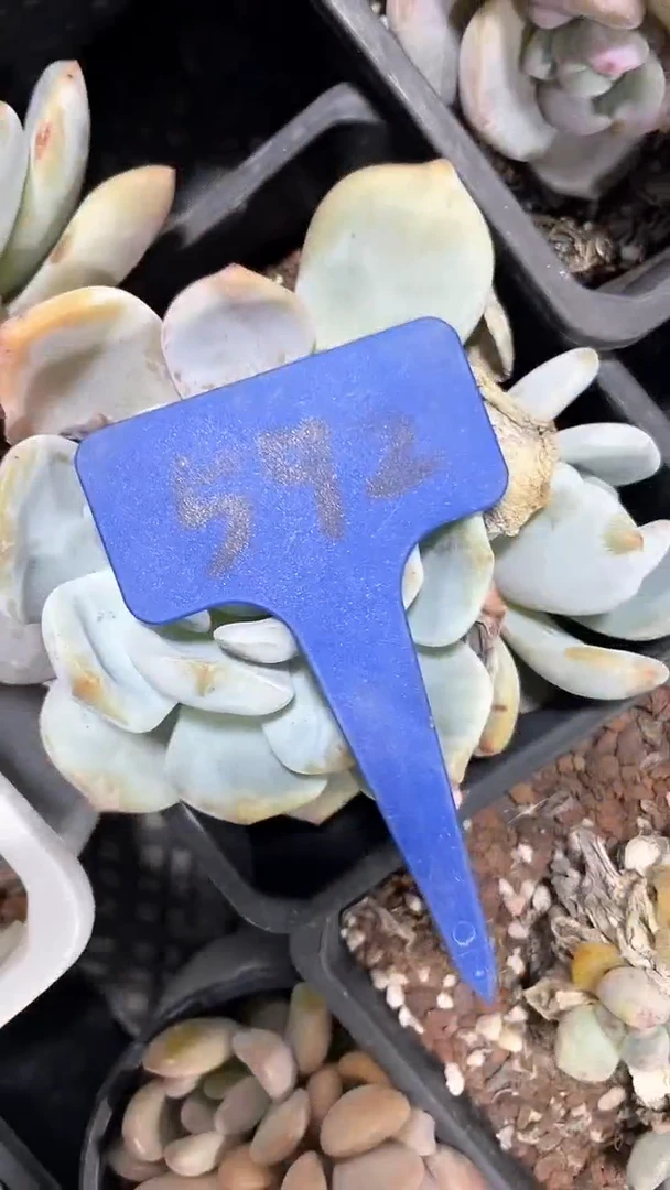 【闪购商品】592一筐多肉