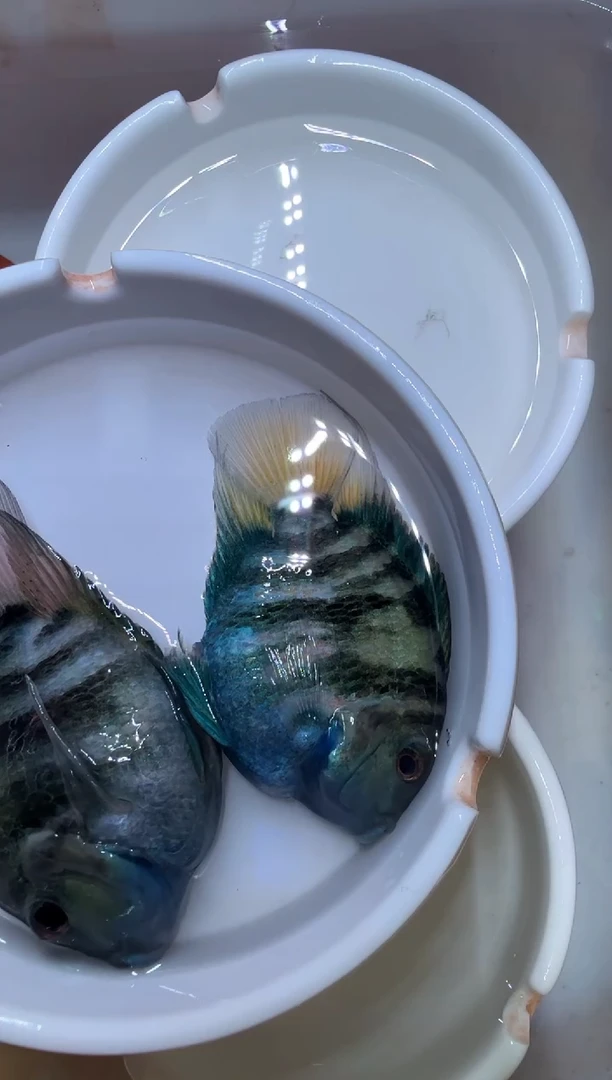 鹦鹉鱼一对宝蓝