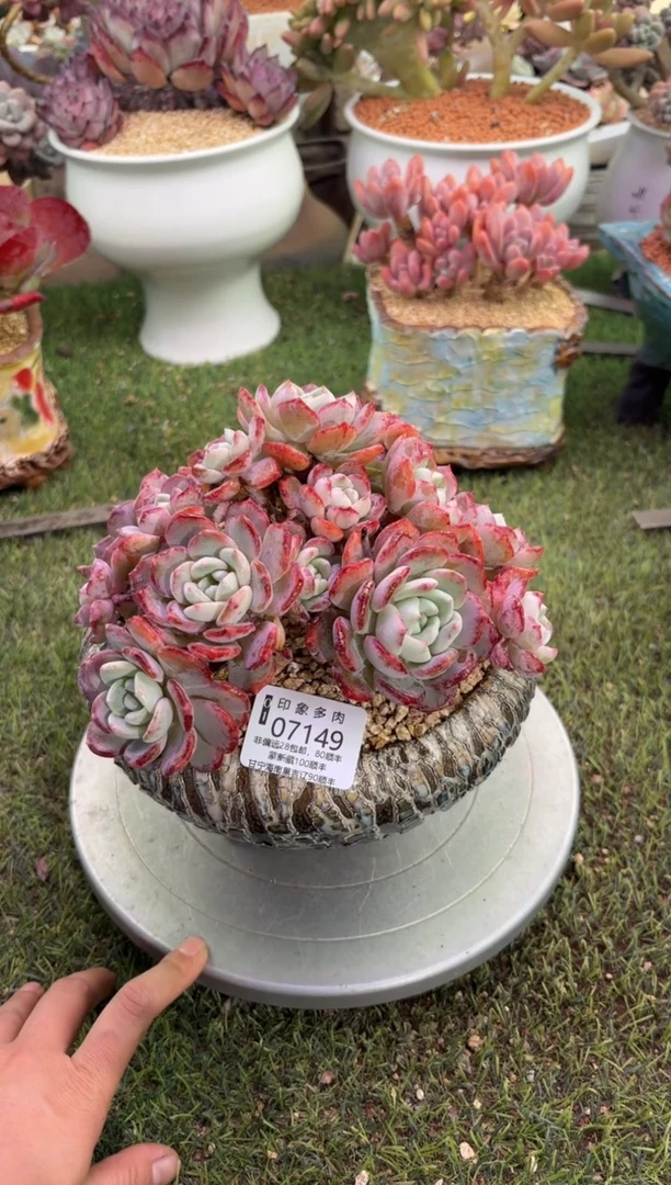 【闪购商品】07149