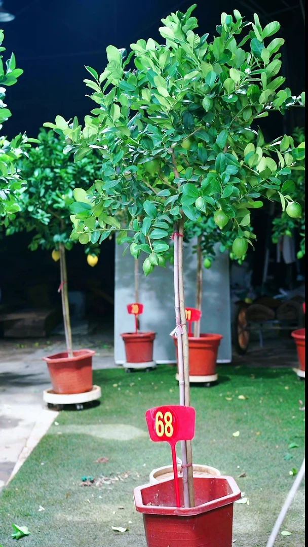 当前无花朵，栽培后可花朵香水柠檬树