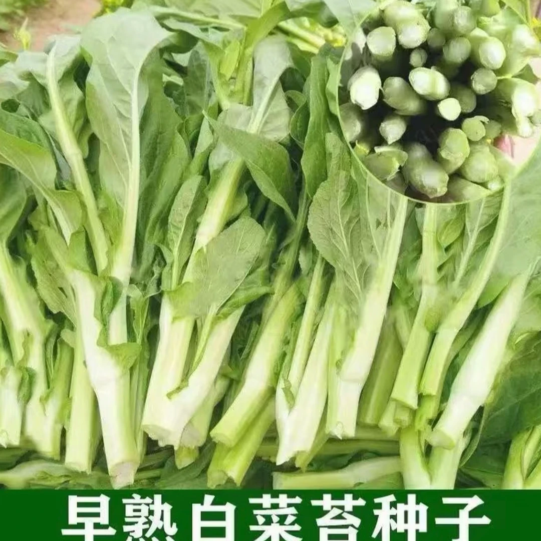 【早熟白菜苔种子】耐寒耐热菜苔籽多次采收菜心种子