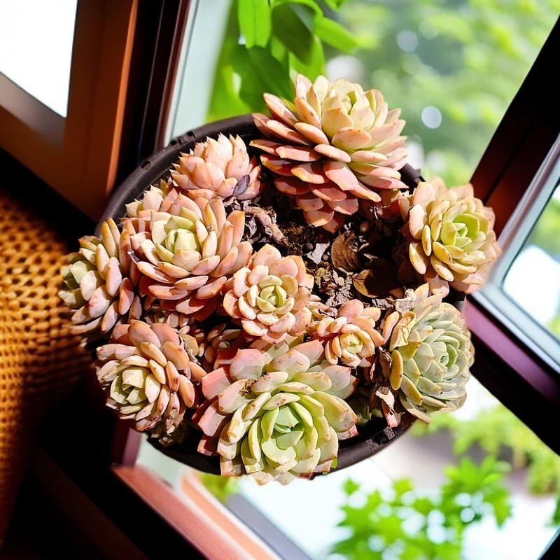 恋曲230#云大B2棚 星月多肉新手必备好看好养一单包邮