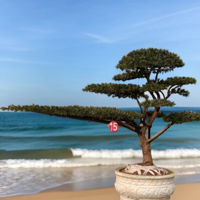 造型松 定金500元 专车发货