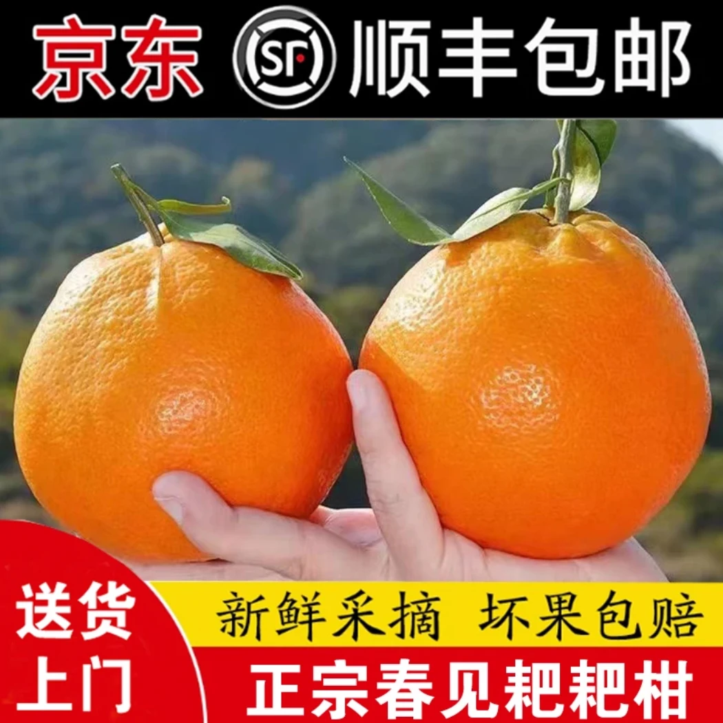 c【顺丰/京东包邮】四川春见耙耙柑新鲜水果当季热卖丑橘子耙耙柑