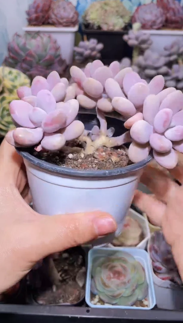 【闪购商品】046桃蛋多肉