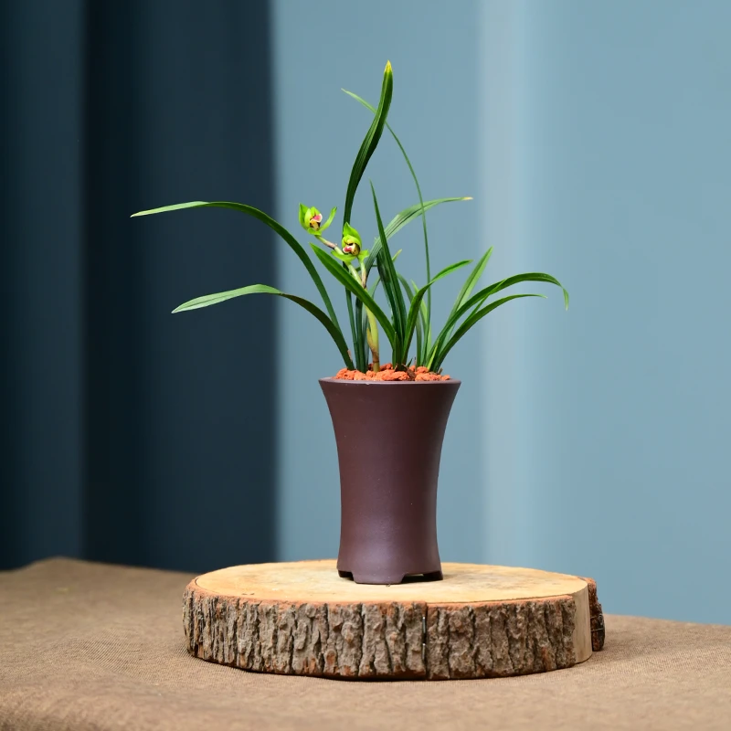 0412兰花春兰大富贵浓香型兰花 经典宜兴紫砂盆 好养易活不带花苞