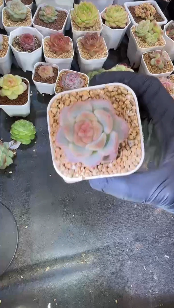 闪购2181 雪中行多肉一颗3厘米