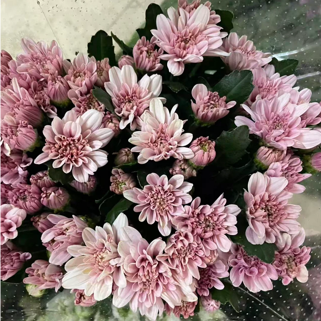 （汉城粉小雏菊）东北辽宁凌源基地直发顺丰包邮