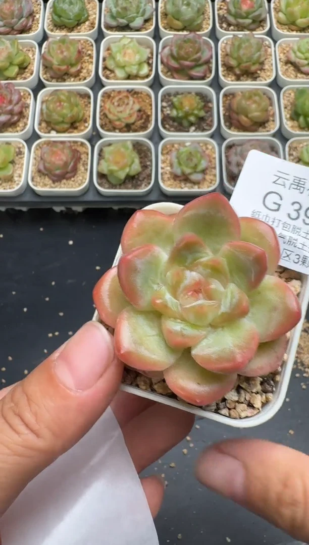 394G云禹多肉植物 脱土纸巾打包 3颗包邮